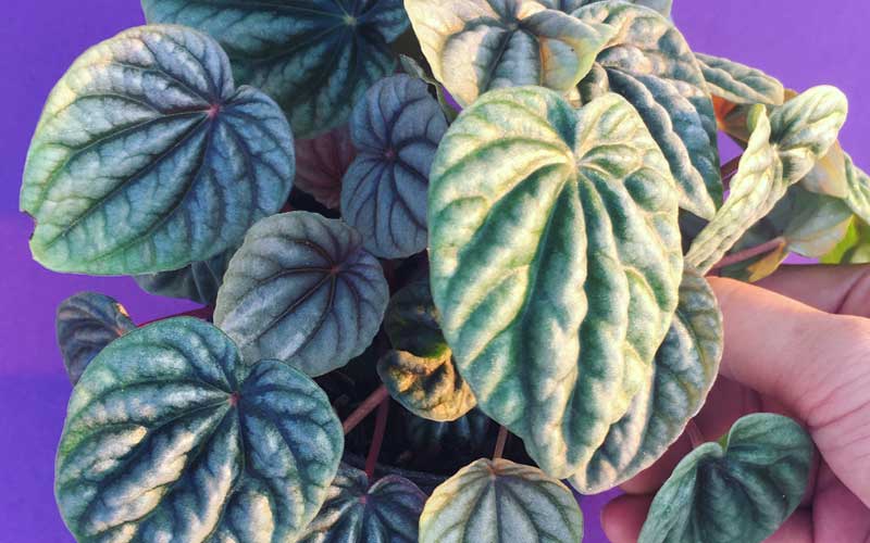 A Closeup of Peperomia