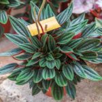 Peperomia in a pot