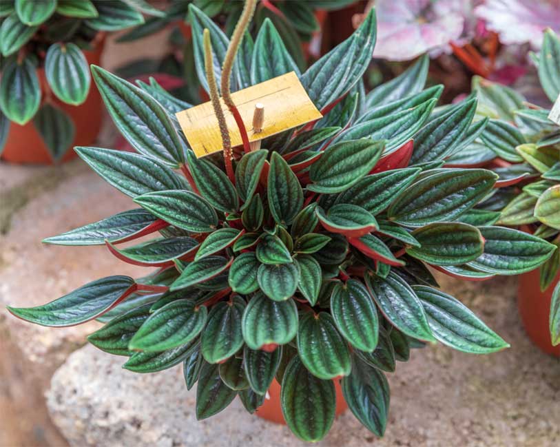 Peperomia in a pot