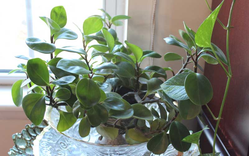 Peperomia rubber plant