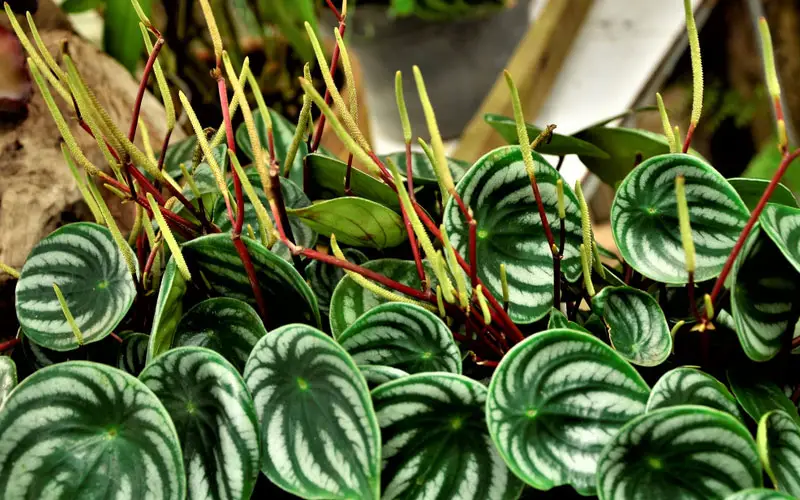 Peperomia