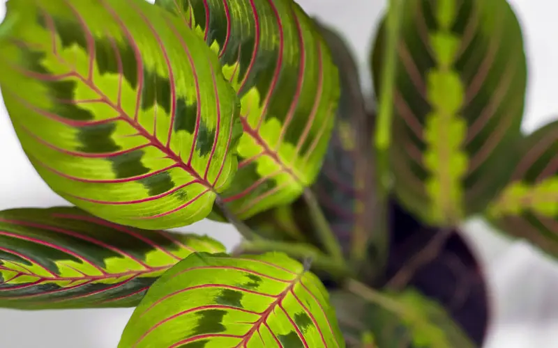 Prayer Plant