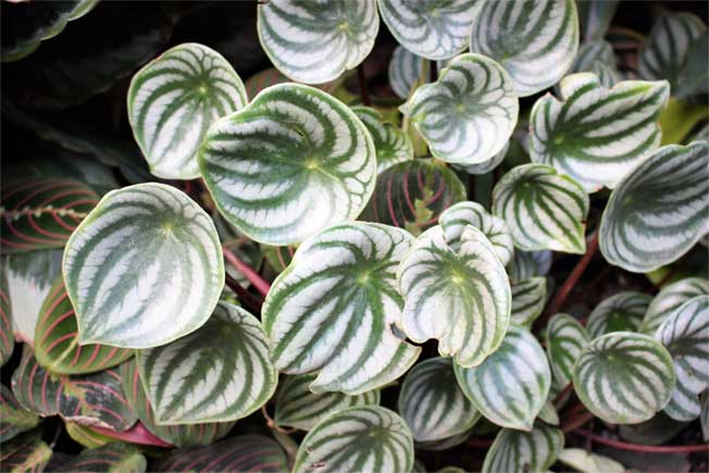 Watermelon peperomia plants