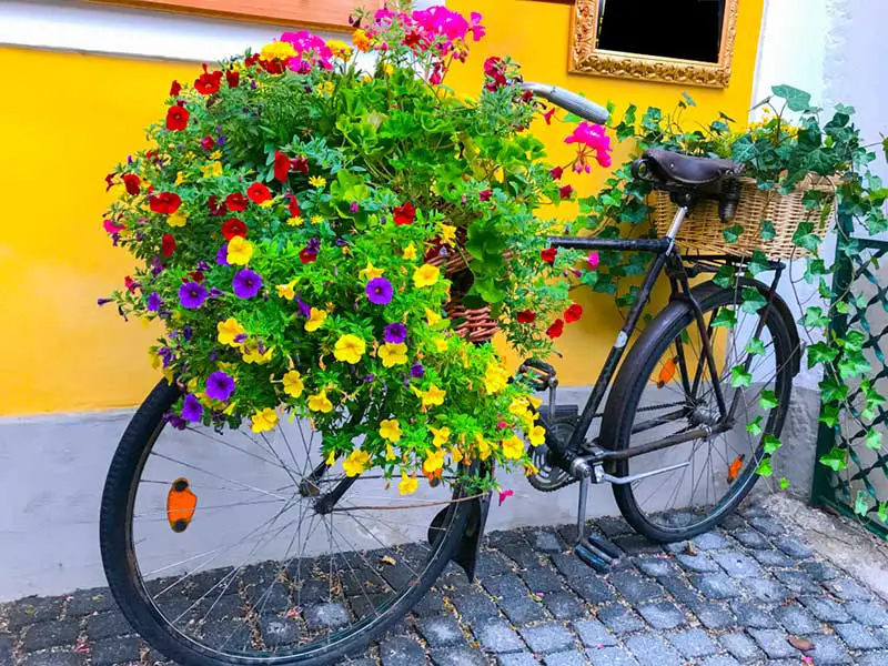 black-bike-yellow-flowers