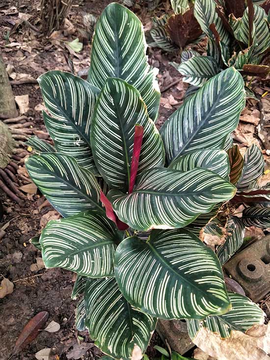 Calathea Ornate