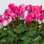 cyclamen plant in bloom