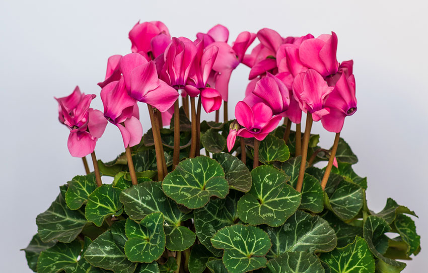 cyclamen plant in bloom