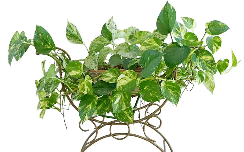 golden pothos