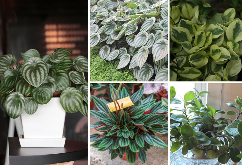 peperomia plant collage