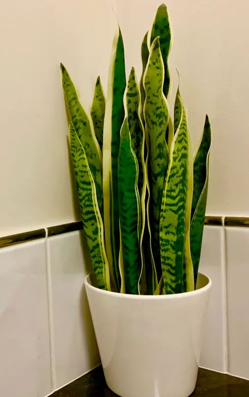 snake plant