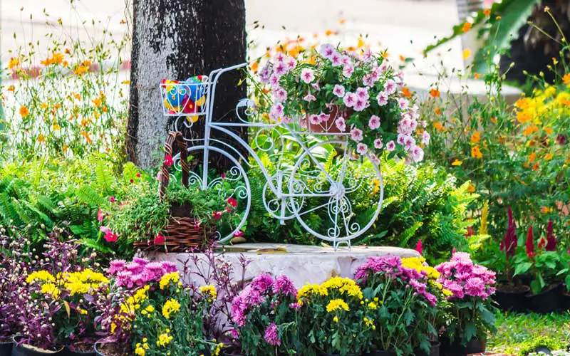 white bike petunias