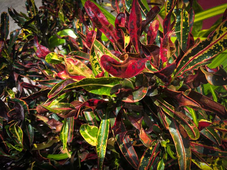 Codiaeum variegatum Mammy