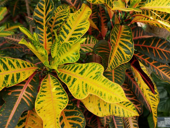 croton Petra