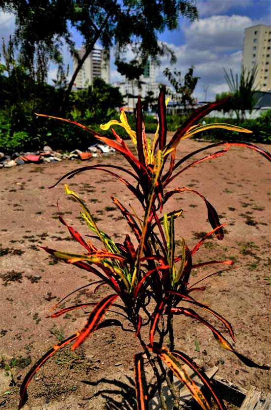 croton Zanzibar