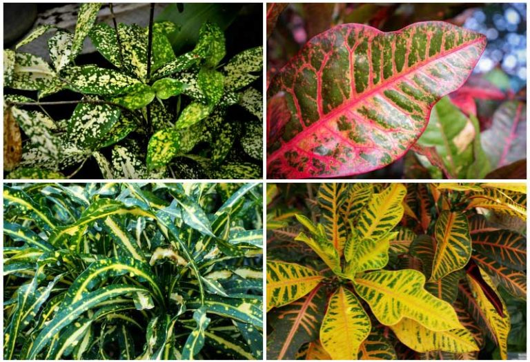 Different Types of Croton Plants Garden Lovers Club