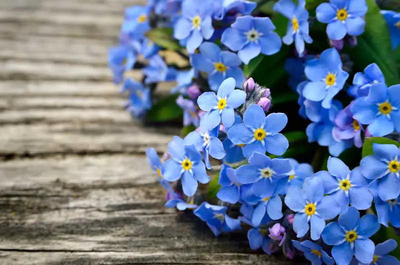 Forget-Me-Nots