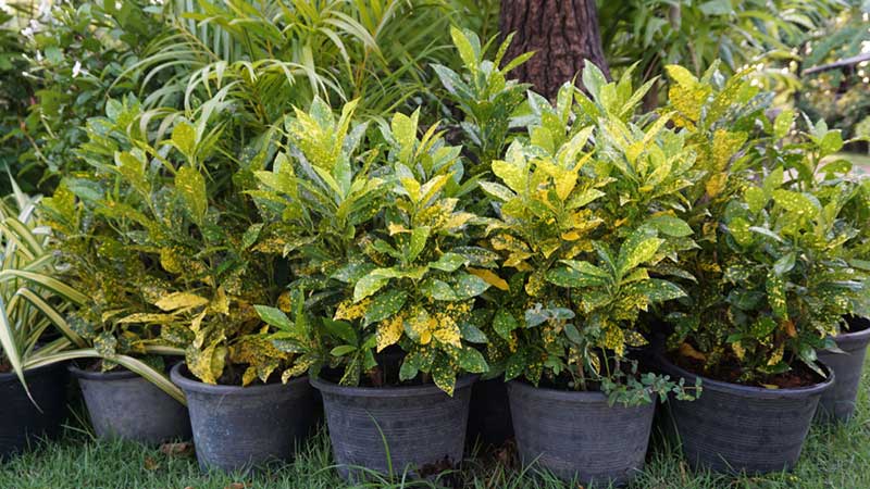 Gold dust croton