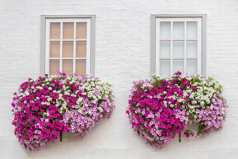 Petunias