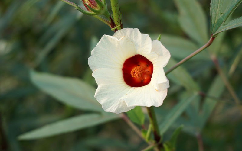 Difference Between Hibiscus and Roselle - Garden Lovers Club