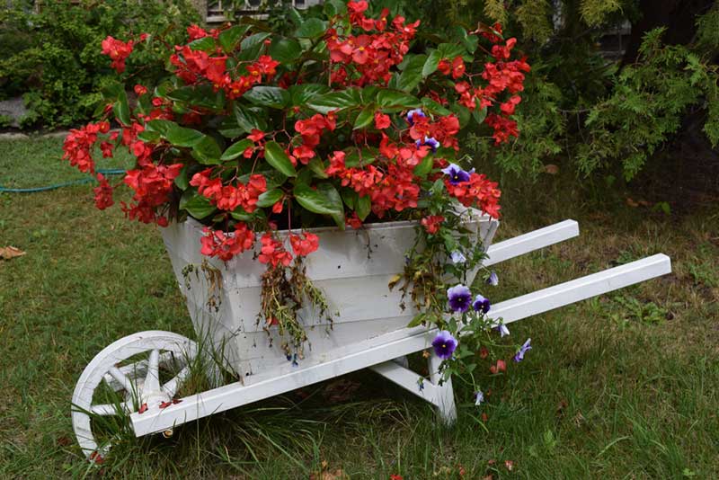 begonias in Wheelbarrow