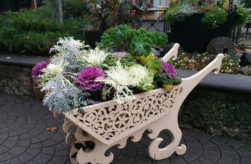 cabbage wheelbarrow planter