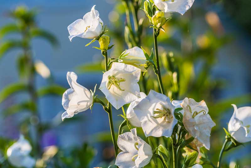 campanula persicifolia