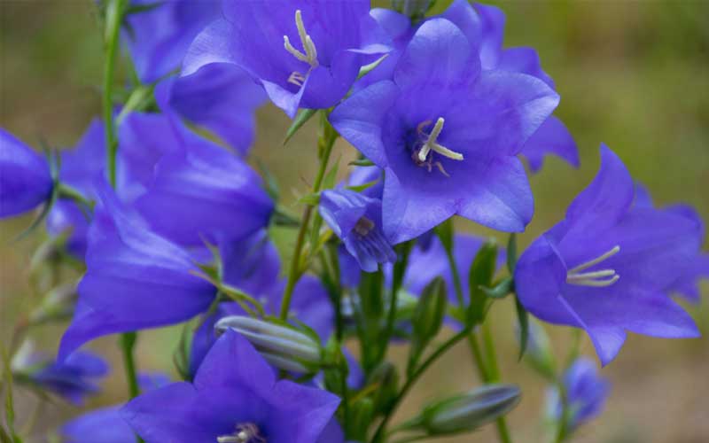 Campanula persicifolia