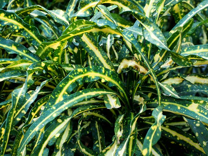 Croton Eleanor Roosevelt