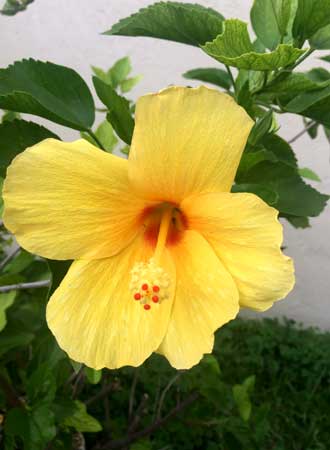 Hibiscus Flower