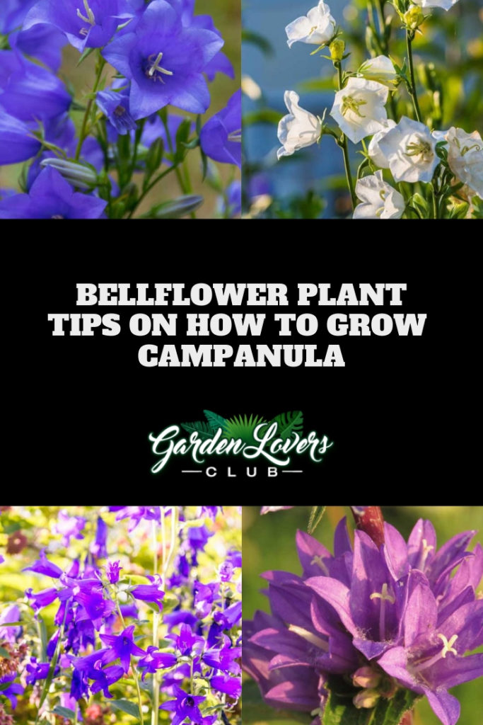 growing bellflower