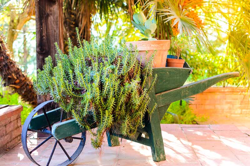 wheelbarrow planter with pots