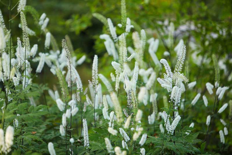 Actaea