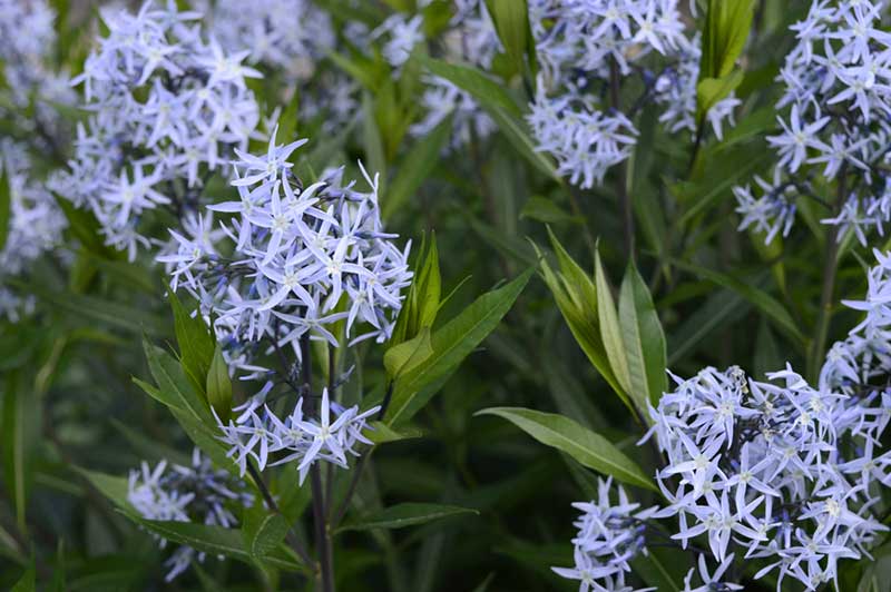 Amsonia