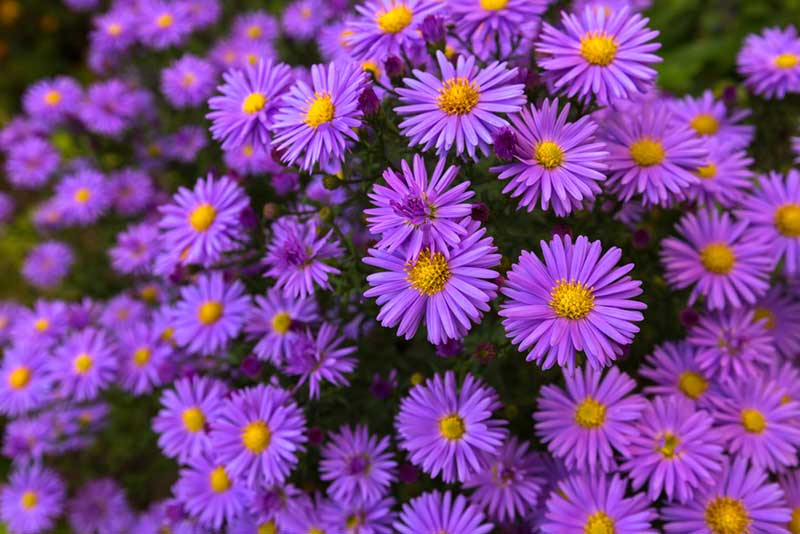 Aster Perennials