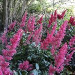 Astilbe