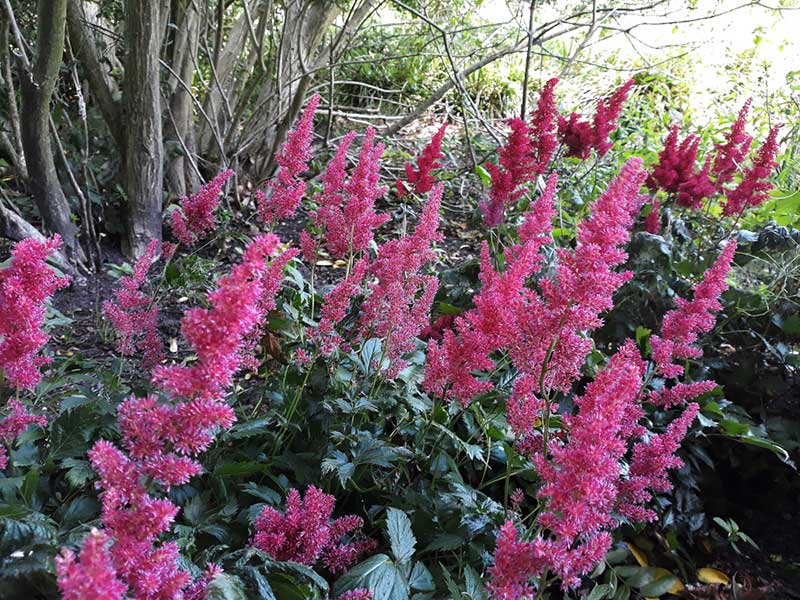 Astilbe