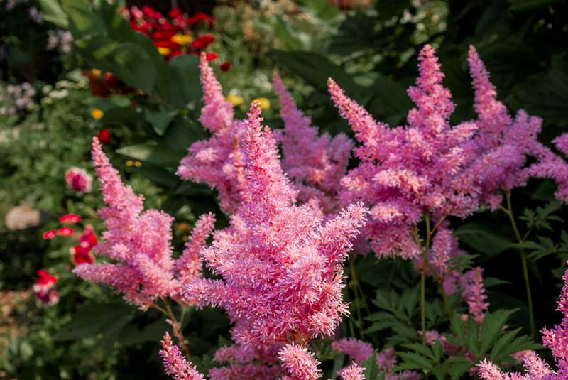 Astilbe