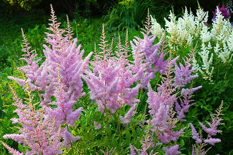 pink Astilbes