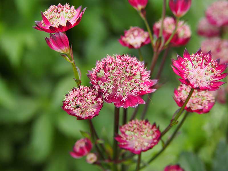 Astrantia