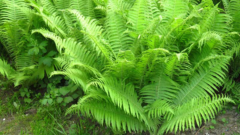 Athyrium