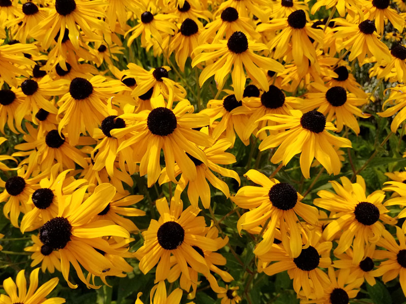 Black-Eyed-Susan-(Rudbeckia)