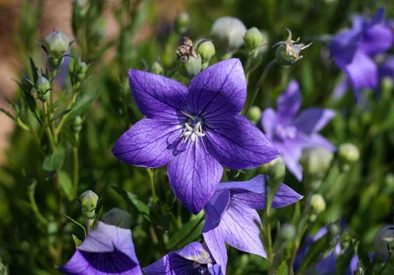 Balloon flower