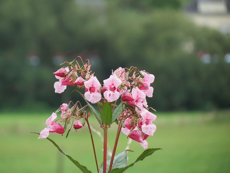 Balsam