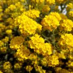 Basket of Gold
