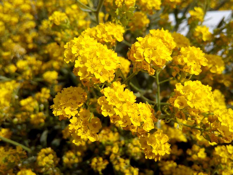 Basket of Gold