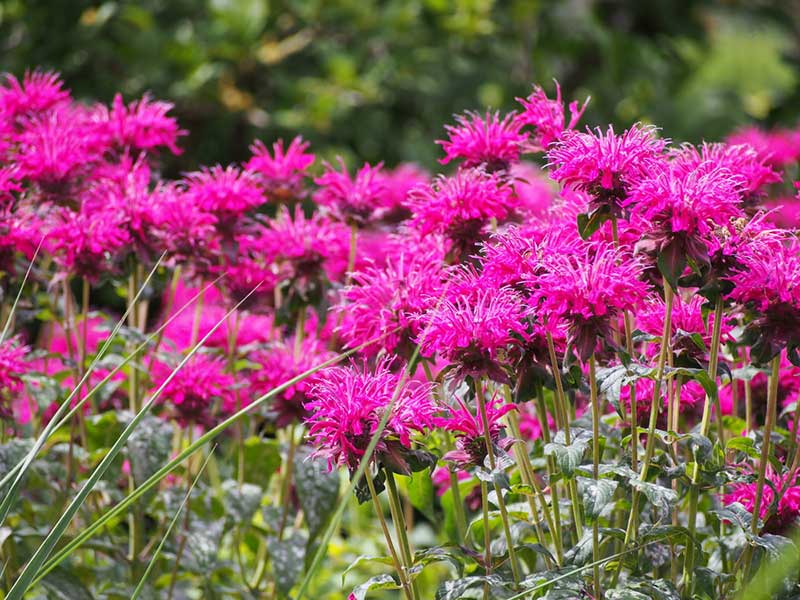 Bee Balm