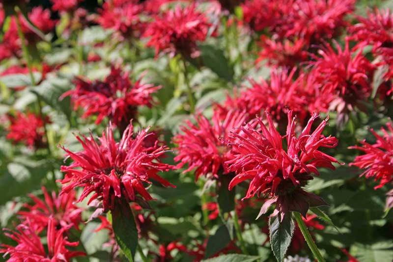 Bee Balm