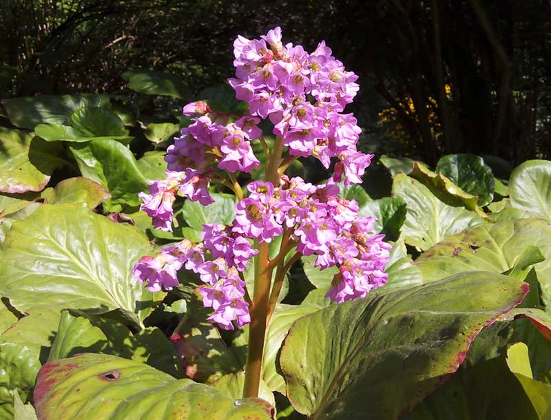 Bergenia