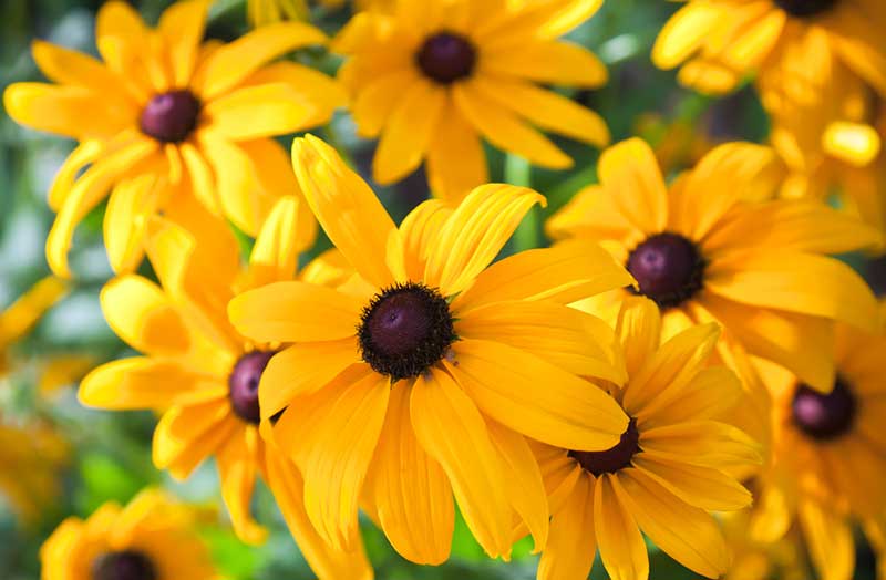 Black-Eyed Susan