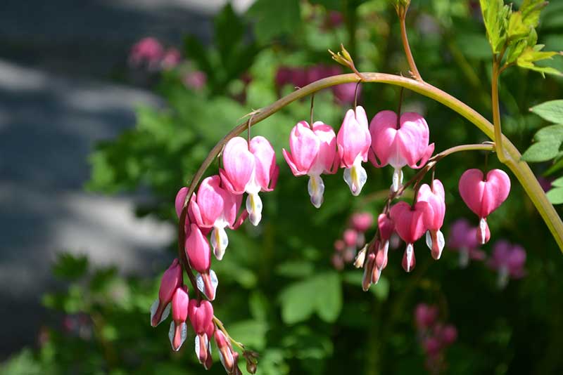 Bleeding Heart